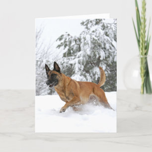 Malinois belga en tarjeta de saludo de Nieve