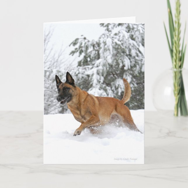 Malinois belga en tarjeta de saludo de nieve (Anverso)