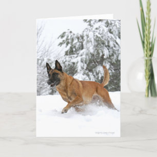 Malinois belga en tarjeta de saludo de nieve