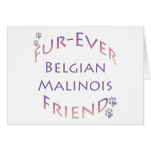 Malinois Furever de Bélgica