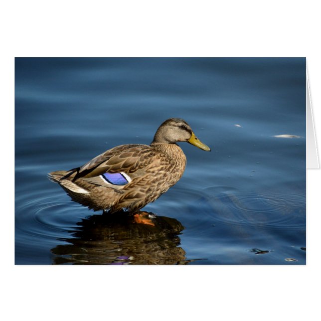 Mallard (Anverso (Horizontal))