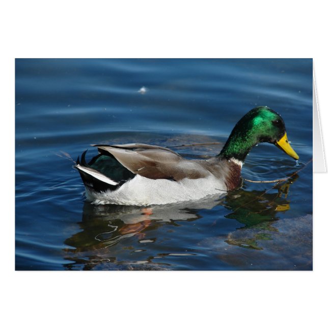 Mallard Drake (Anverso (Horizontal))