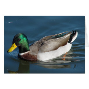 Mallard Drake
