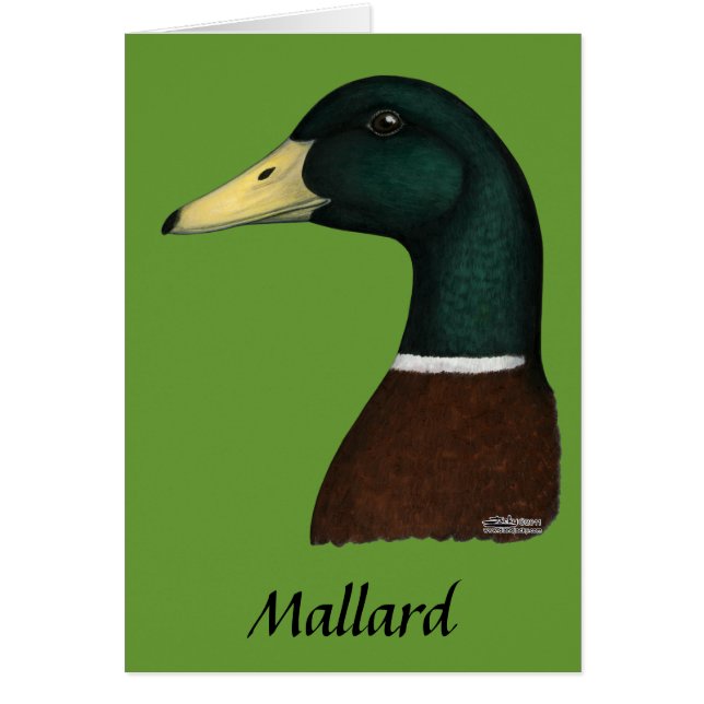 Mallard Drake Head (Frente)