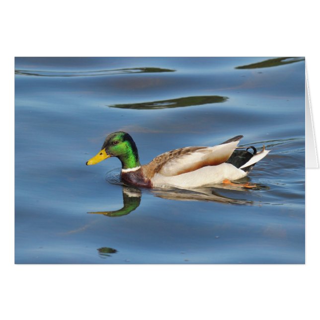 Mallard Duck (Anverso (Horizontal))