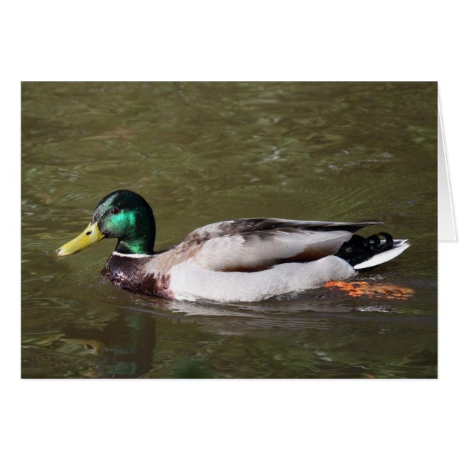 Mallard Duck (Anverso (Horizontal))