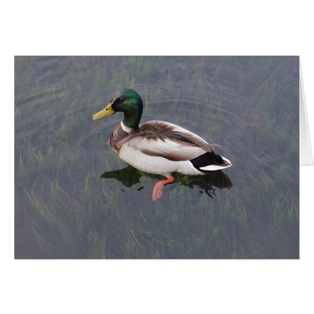 Mallard Duck (Anverso (Horizontal))