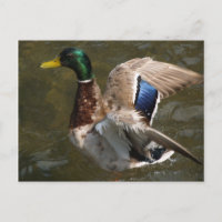 mallard duck a punto de volar postal