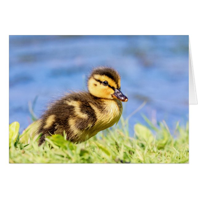 Mallard Duckling (Anverso (Horizontal))