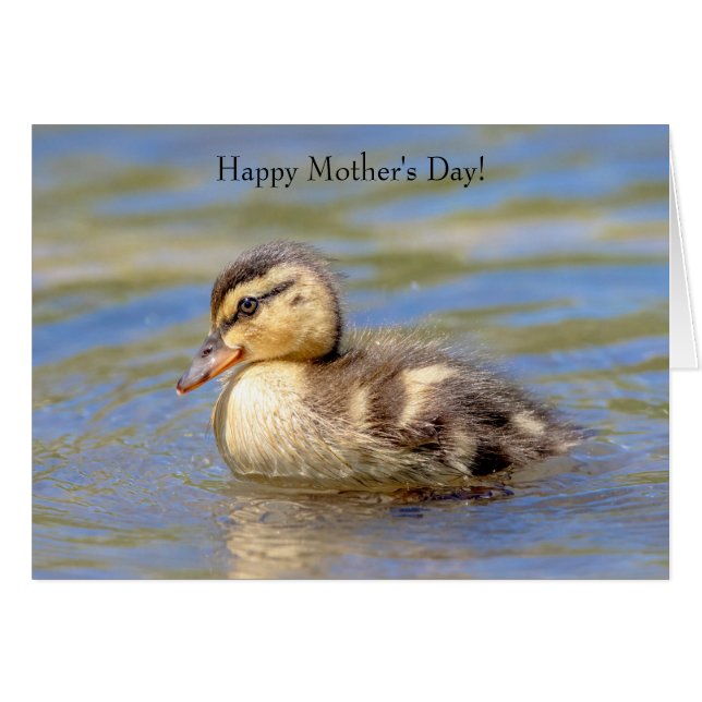Mallard Duckling (Anverso (Horizontal))