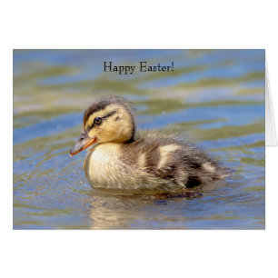 Mallard Duckling