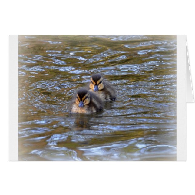 Mallard Ducklings (Anverso (Horizontal))