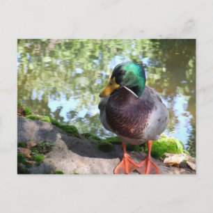 Mallard en la postal Boise