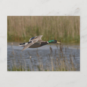 Mallard en la postal de vuelo