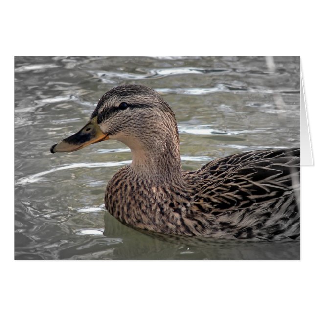 Mallard Hen (Anverso (Horizontal))