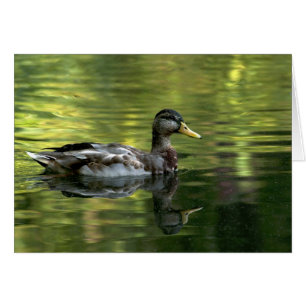 Mallard Mirrored En Green Water