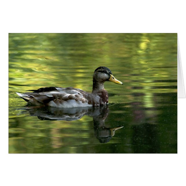 Mallard Mirrored En Green Water (Anverso (Horizontal))
