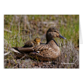 Mallard Mom con Duckling a bordo