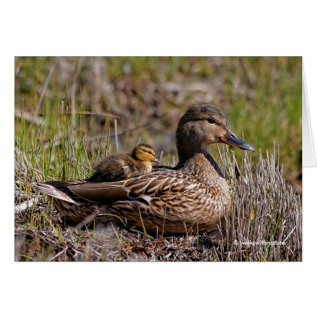 Mallard Mom con Duckling a bordo (Anverso (Horizontal))