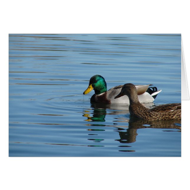 Mallard Pair (Anverso (Horizontal))