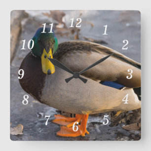 Mallard Sobre El Reloj De Pared De Hielo