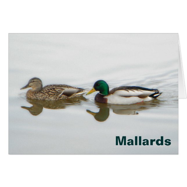 Mallards (Anverso (Horizontal))