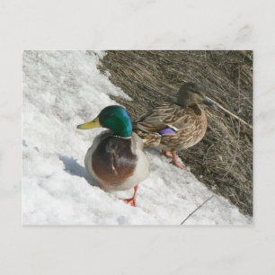 mallos machos y hembras en postales de nieve