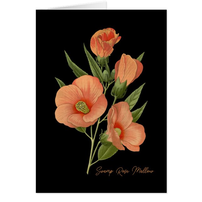 Mallow Blank Rosa de pantano (Frente)