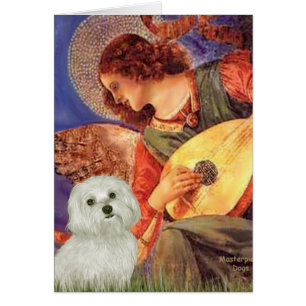 Maltés 11 - Ángel Mandolin