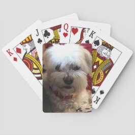 Maltés al jugar cartas