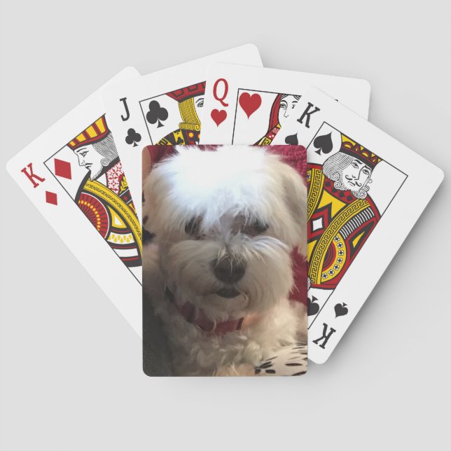 Maltés al jugar cartas (Reverso)