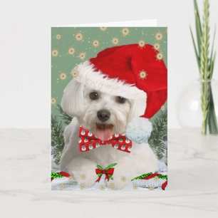 Maltés Te Deseará Feliz Tarjeta De Navidad