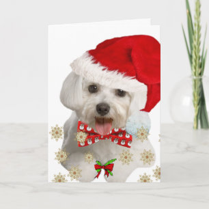 Malteses te desean una Feliz Navidad