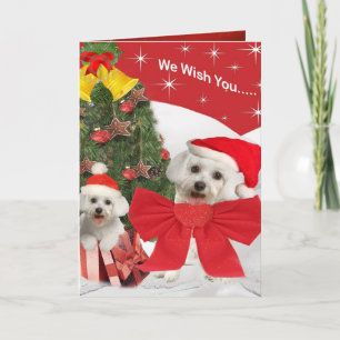 Malteses y pipas te desean Feliz Navidad
