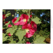 Malvarisas rosas