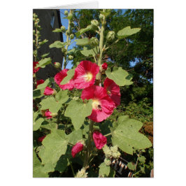 Malvarisas rosas