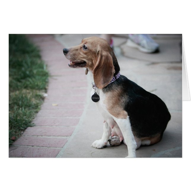 Mama Beagle (Anverso (Horizontal))