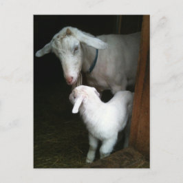 Mamá con postal de cabra bebé