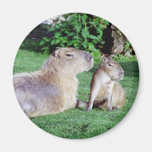 Mamá del Capybara e imán del hijo
