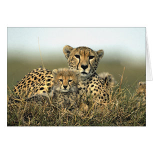 Mamá del guepardo y tarjeta de Cub