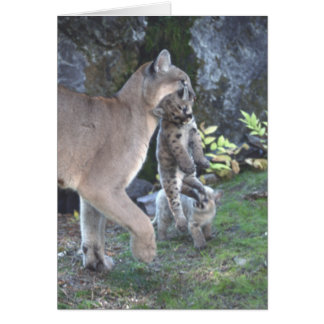 Mamá del puma y tarjeta de Cubs
