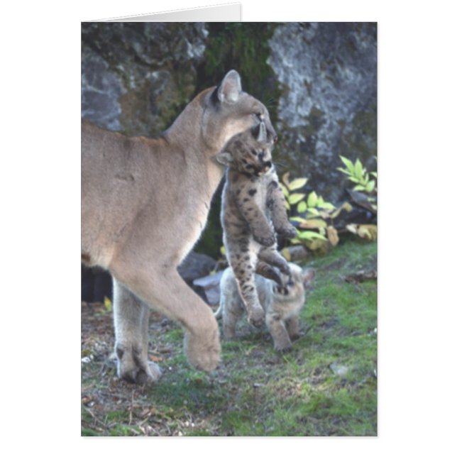 Mamá del puma y tarjeta de Cubs (Frente)