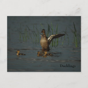 Mama Duck con postal de Ducklings