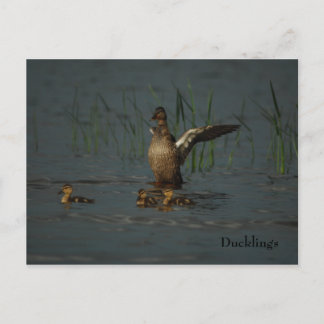 Mama Duck con postal de Ducklings