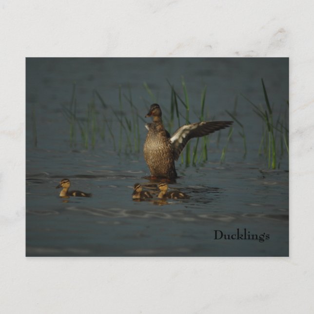 Mama Duck con postal de Ducklings (Anverso)
