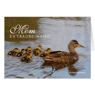 Mamá extraordinaria: Un prolífico Mallard Hen