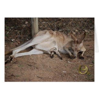 Mamá Kangaroo con Joey en bolsa