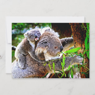 Mama Koala y Baby Joey en un Árbol