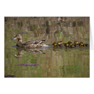 Mamá orgullosa Mallard
