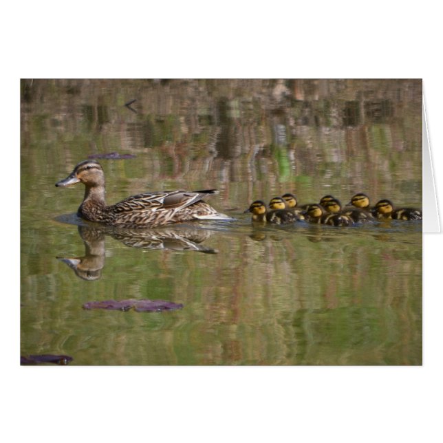Mamá orgullosa Mallard (Anverso (Horizontal))